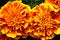 The flowers of Tagetes are edible