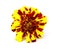 Flowers of tagetes isolated. Flower of marigold. Dark orange tagetes