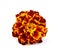Flowers of tagetes isolated. Flower of marigold. Dark orange tagetes