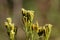 Flowers of Tagetes minuta