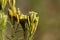 Flowers of Tagetes minuta