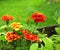 Flowers of Tagetes patula