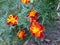 Flowers, Tagetes patula, Harmony boy, French Marigold