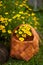 Flowers Tagetes Tenuifolia Yellow