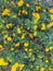 Flowers of tahi ayam or saliara or tembelekan or lantana kuning or west indian lantana or lantana urticoides or trailing or camara