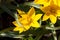 Flowers of a tarda tulip,Tulipa urumiensis