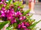 Flowers in temple, Buddhist, Laos