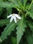 Flowers of Tempuyung or Sonchus arvensis, a wild plant that is rich in health benefits