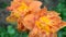 Flowers of terry orange big daylily