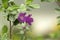 Flowers of the Texas Sage; Leucophyllum frutescens