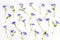 Flowers texture. Purple periwinkle flowers pattern on a white background.