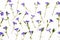 Flowers texture. Purple periwinkle flowers pattern on a white background.