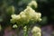 Flowers of Thalictrum Lucidum growing in the garden.