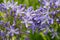 Flowers of ther Agapanthus plant, also known as the African Lily or the Lily of the Nile
