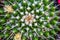 Flowers and thorns cactus closeup