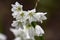 Flowers of The Three Cornered Leek - Allium Triquetrum