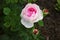 Flowers three pink rose buds bursting in bloom