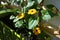 Flowers of Thunbergia in small garden on the balcony. Black-eyed Susan vine plant grows in flowerpot