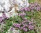 Flowers of thyme lat. Thymus moldavicus