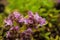 Flowers of the thyme Thymus doerfleri