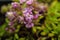 Flowers of the thyme Thymus doerfleri
