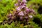 Flowers of the thyme Thymus doerfleri