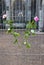 Flowers tied onto temporary fencing