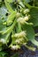Flowers of the Tilia or Linden tree