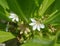 Flowers tiny white cluster exotic tropical
