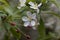 Flowers of a Toringo crabapple, Malus sieboldii