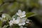 Flowers of a Toringo crabapple, Malus sieboldii
