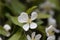 Flowers of a Toringo crabapple, Malus sieboldii