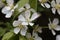 Flowers of a Toringo crabapple, Malus sieboldii