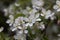 Flowers of a Toringo crabapple, Malus sieboldii