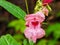 Flowers of touchy glandular .Impatiens glandulifera.