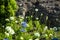 Flowers in the Town of Ribeira Brava in the north of the Island of Madeira