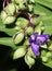 Flowers Tradescantia garden