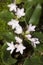 Flowers of trailing arbutus at Valley Falls Park in Connecticut.