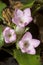 Flowers of trailing arbutus at Valley Falls Park in Connecticut.