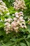 Flowers of a tree a chestnut. Spring blossoming chestnut tree flowers.