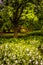 Flowers and a tree at Cylburn Arboretum, Baltimore, Maryland.