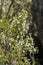 Flowers of Tree heath, Erica arborea