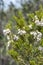 Flowers of Tree Heath, Erica arborea