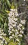 Flowers of Tree Heath, Erica arborea