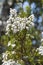 Flowers of Tree Heath, Erica arborea