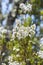 Flowers of Tree Heath, Erica arborea