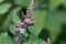 Flowers of a tree spinach, Chenopodium giganteum