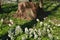 Flowers and tree stump