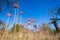 Flowers Trees Fauna Grasslands Winter Blue Terrain