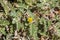 Flowers of Tribulus terrestris